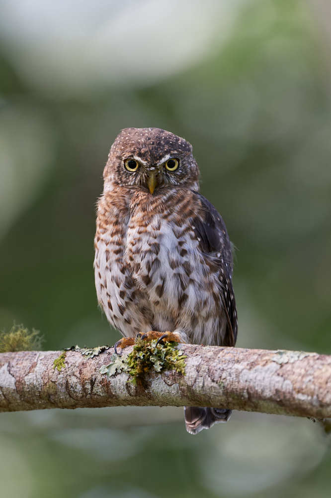 Photograph by Carlos Manuel Peguero Gomez