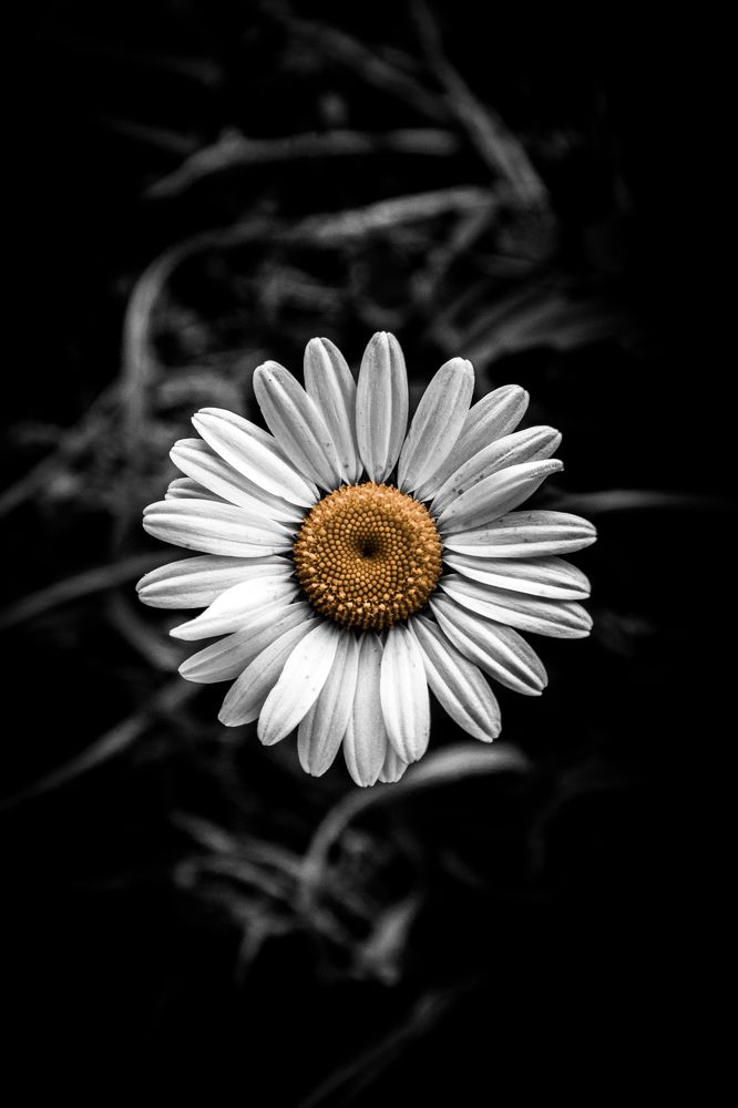 Photograph by Роман Рыбочкин