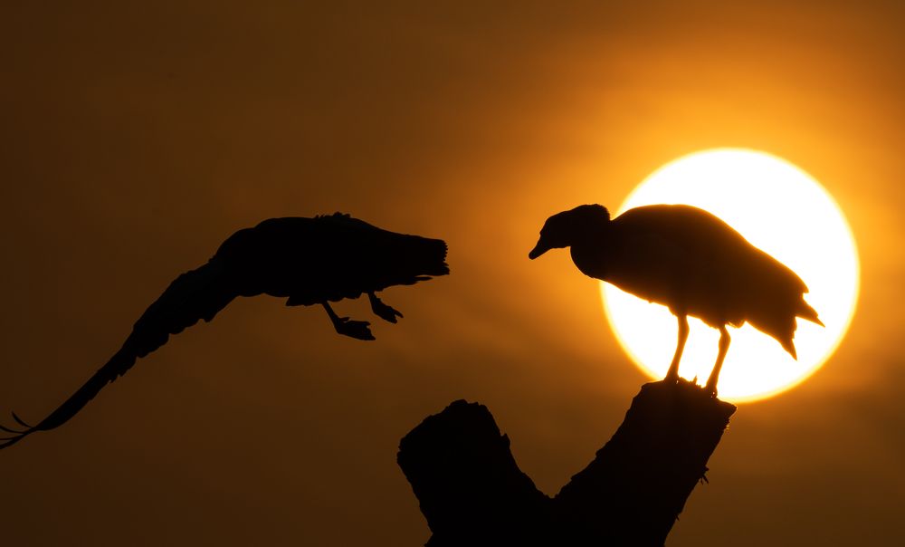 Фотография автора Hari Govindarajulu