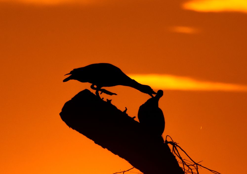 Фотография автора Hari Govindarajulu