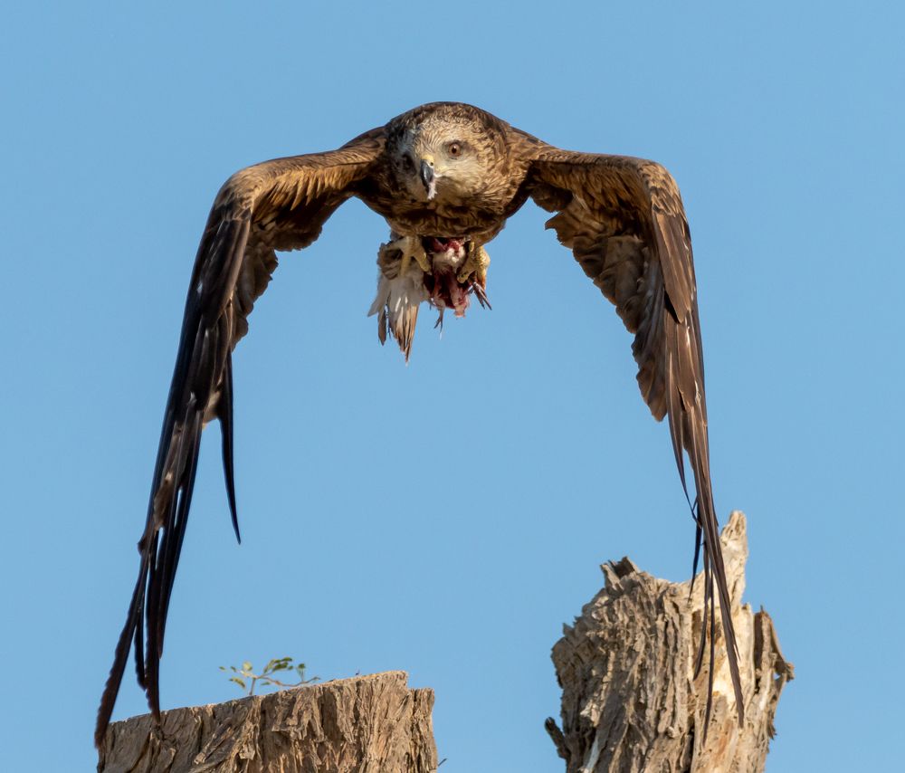 Фотография автора Hari Govindarajulu