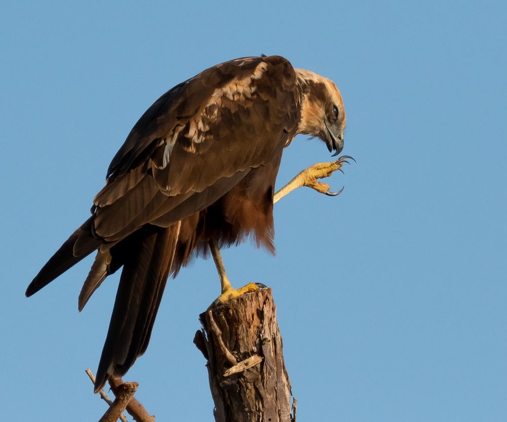 Фотография автора Hari Govindarajulu