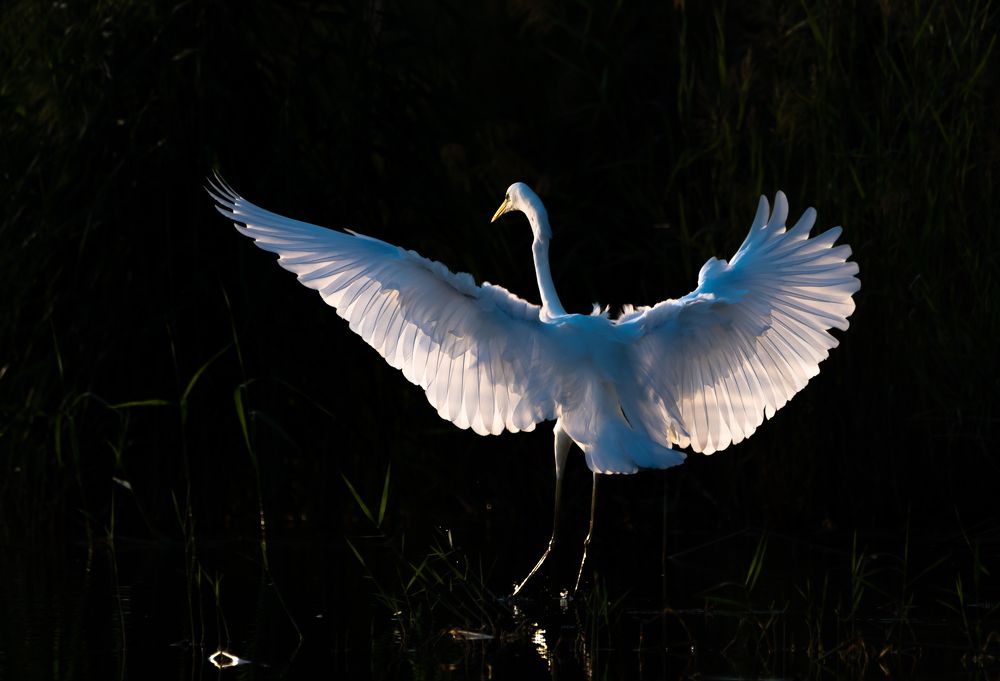 Фотография автора Hari Govindarajulu