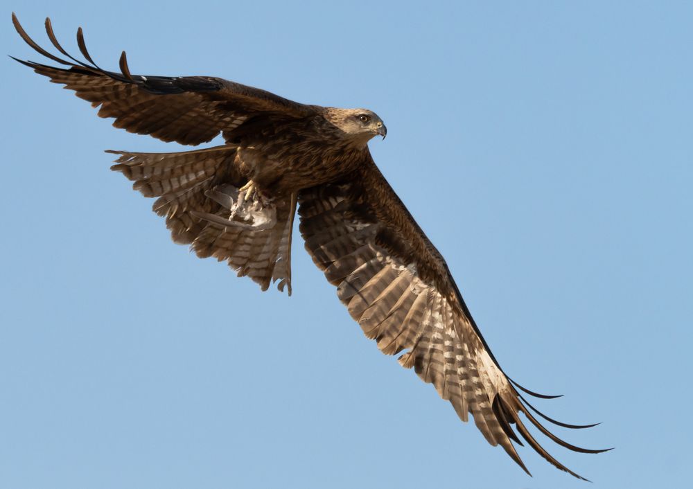Фотография автора Hari Govindarajulu