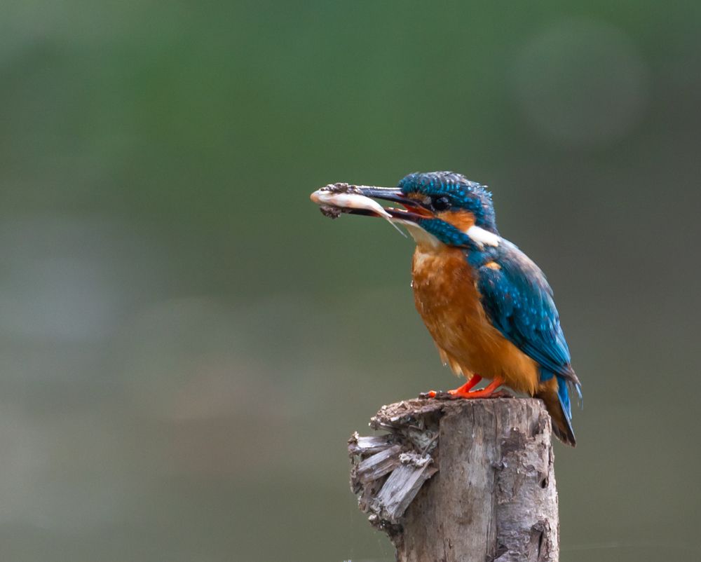 Фотография автора Hari Govindarajulu