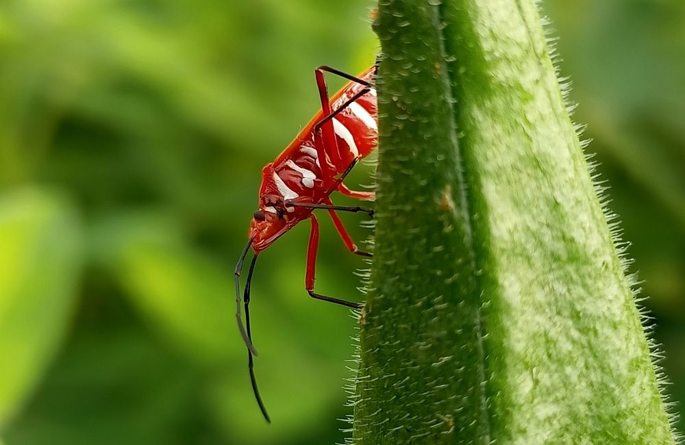 Photograph by Harish Kumar Marappan