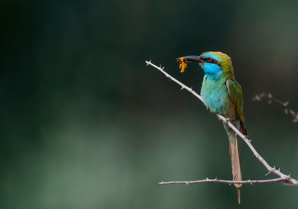 Фотография автора Hari Govindarajulu