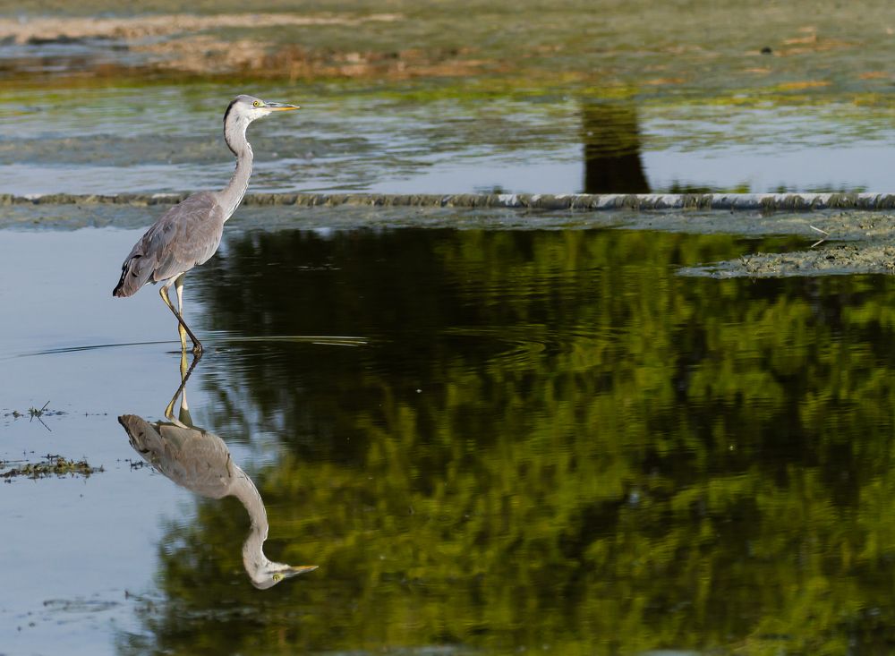 Фотография автора Hari Govindarajulu