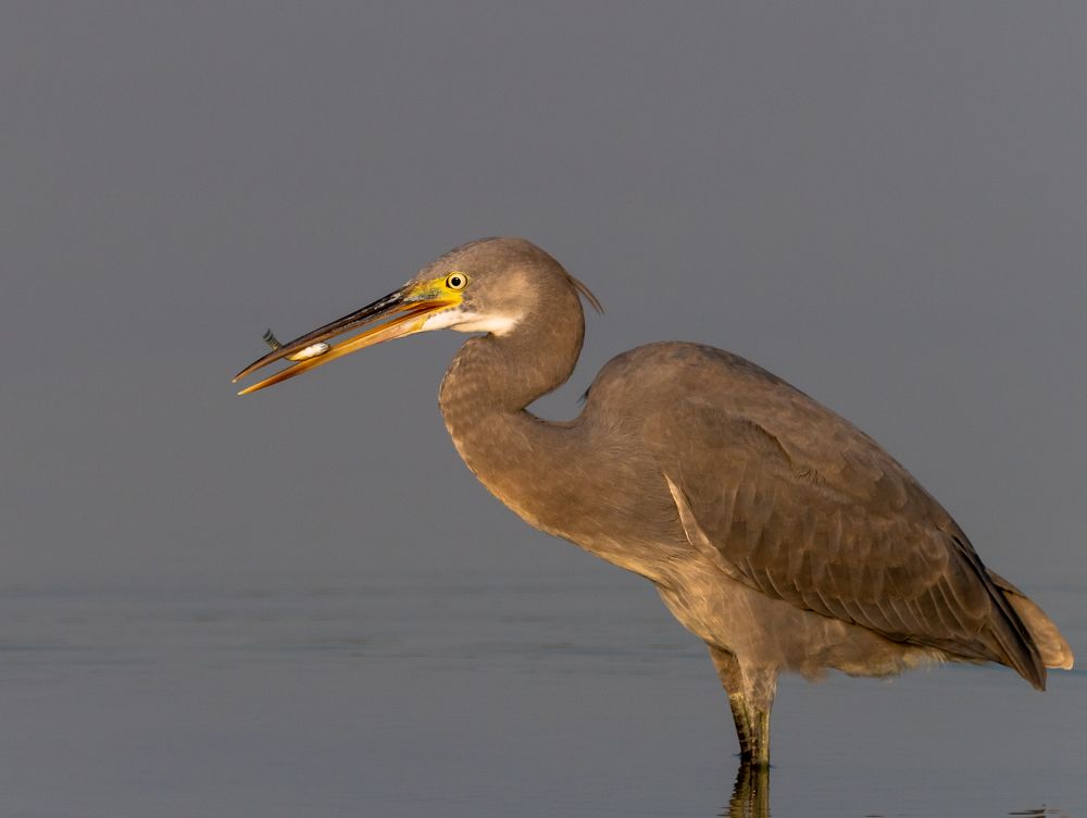 Фотография автора Hari Govindarajulu