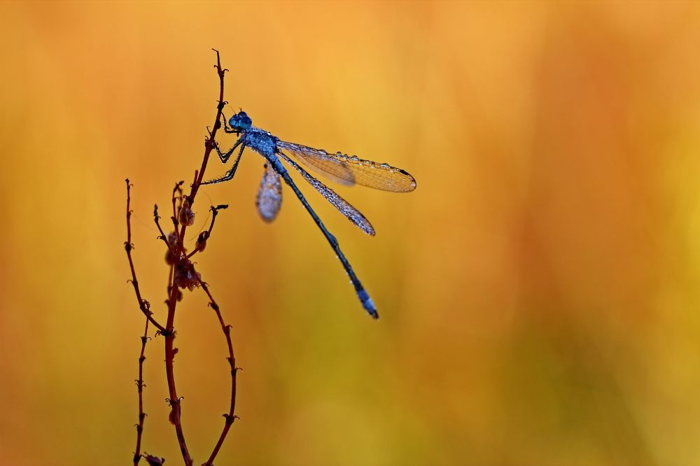 Photograph by Олег Резенов