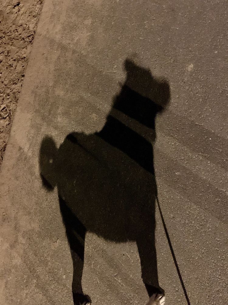 Тень и её собачка.