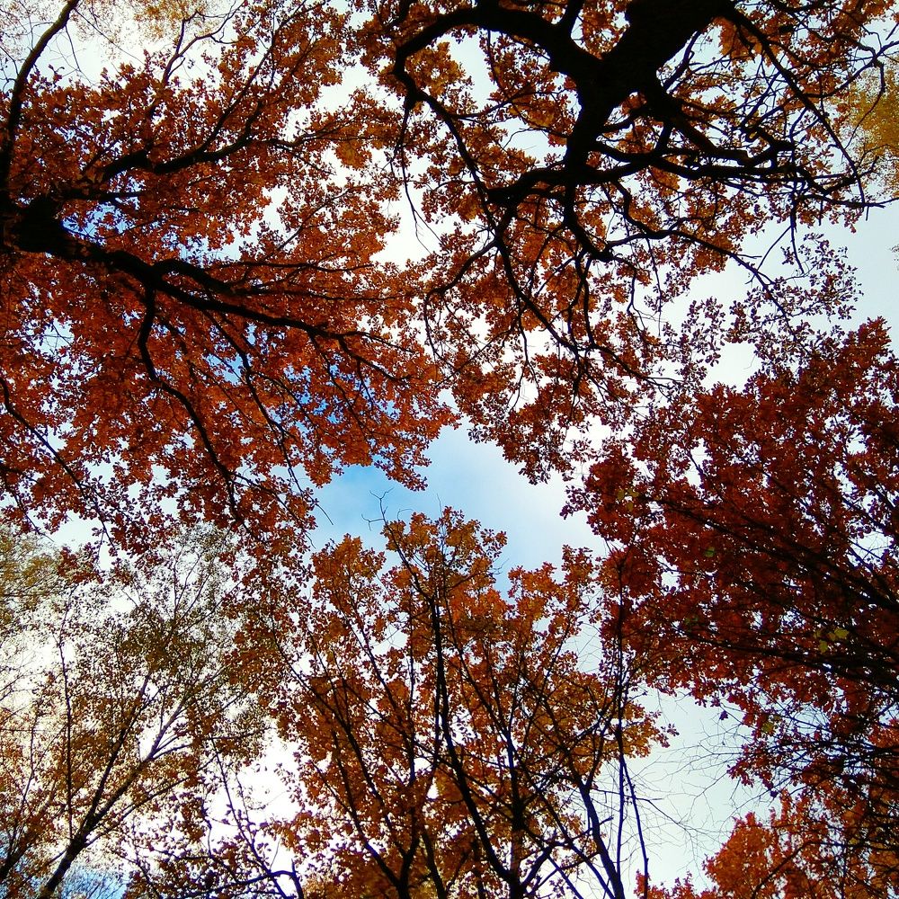 Взгляд в небо