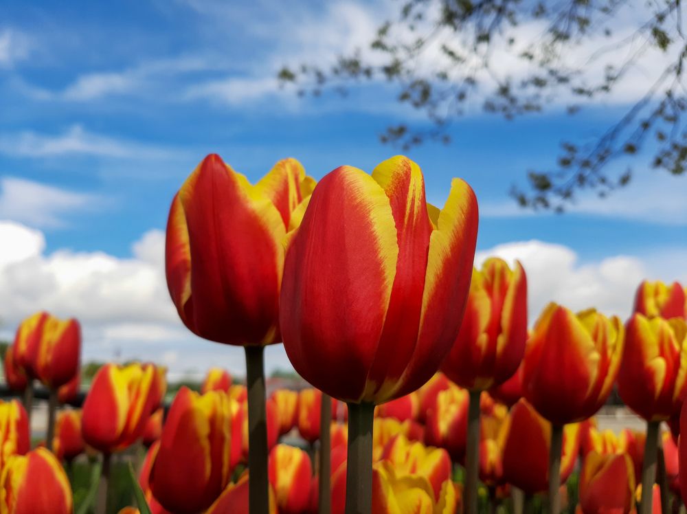 Фотография автора Светлана Дунаева