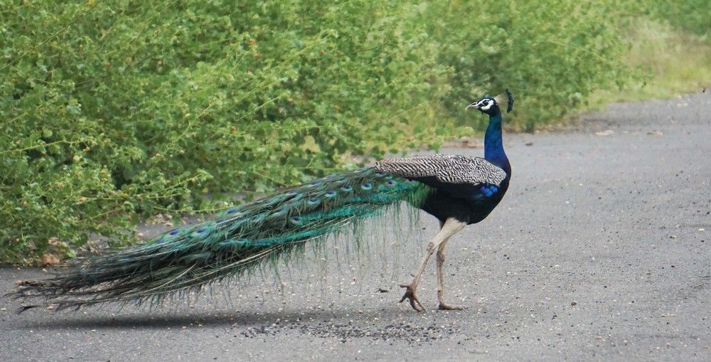 Photograph by Prabhu Viswanathan