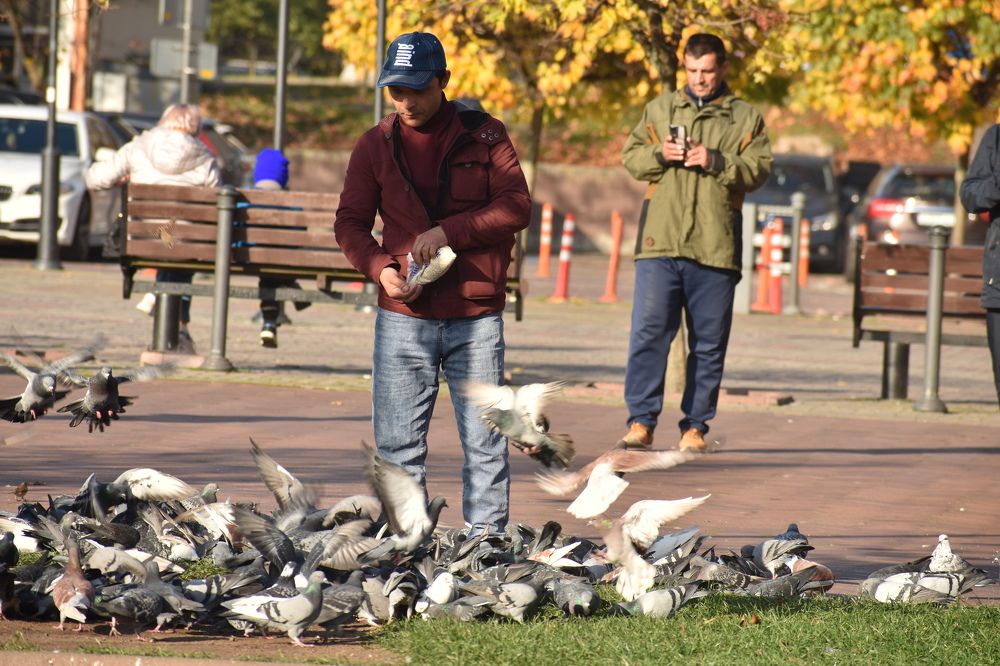 Pigions in the city