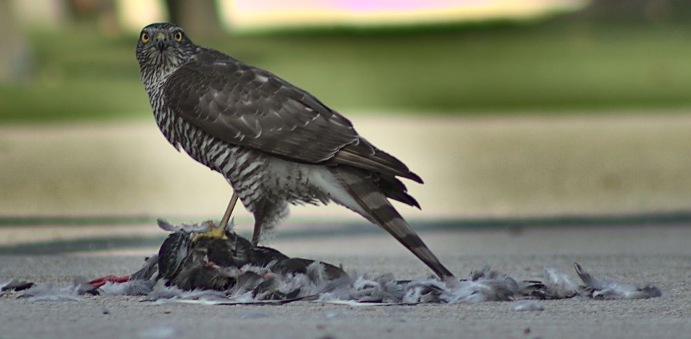 Photograph by yvan Teule