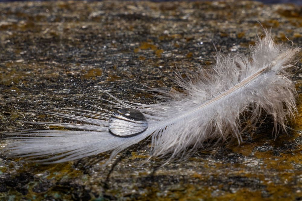 Пёрышко и камень.