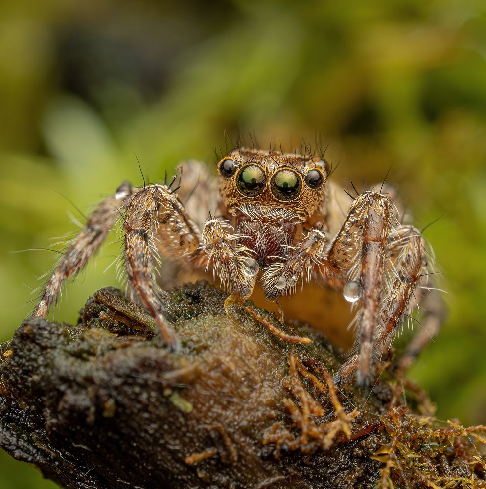 Jumping Spider