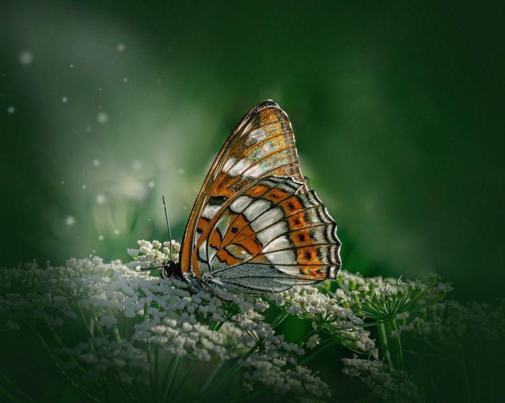 Photograph by Татьяна Гринько