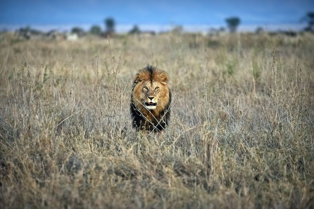 Царь саванны