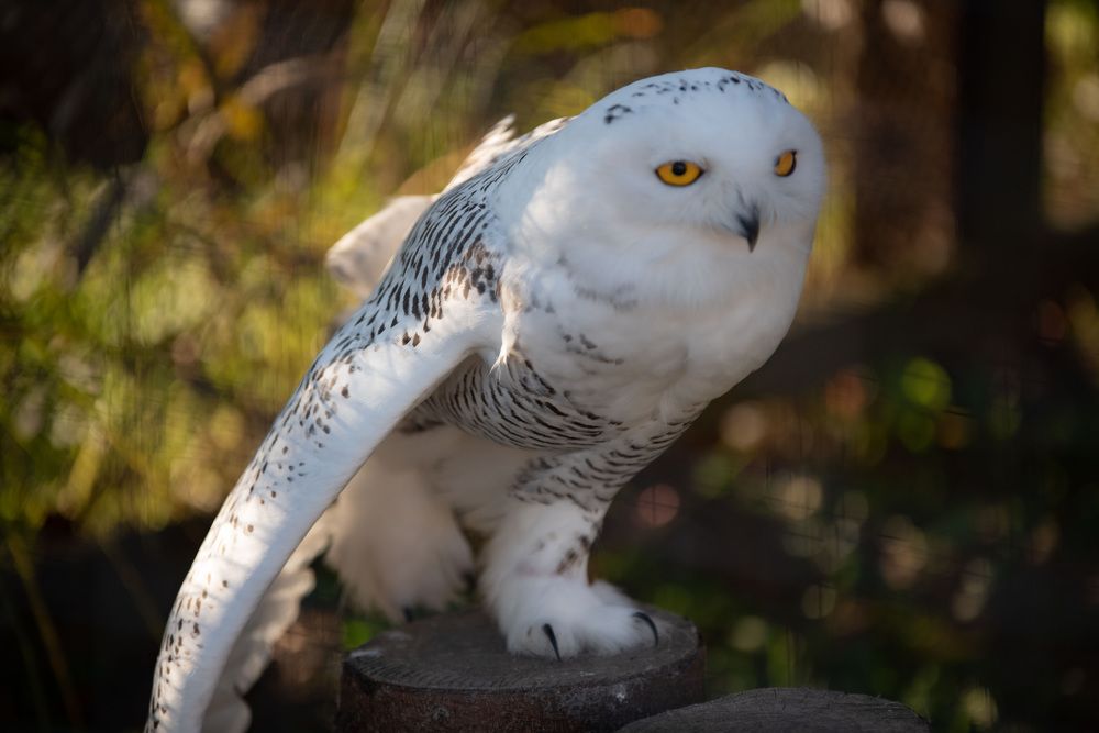 Photograph by Дарья Лисицына