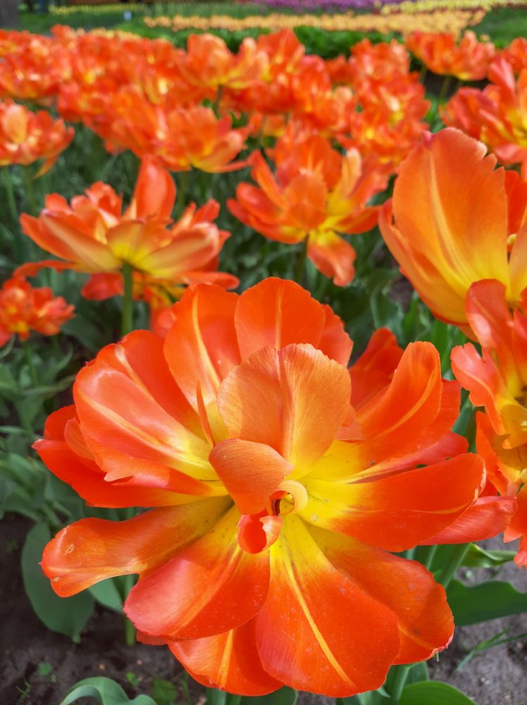 Фотография автора Светлана Дунаева