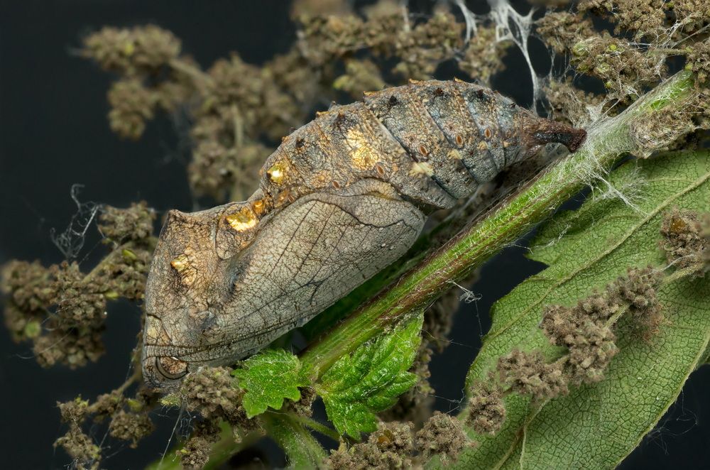 Photograph by Тараненко Анжелика