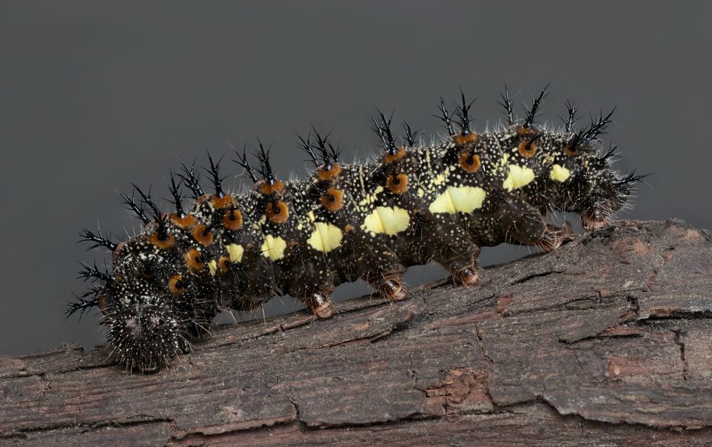 Photograph by Тараненко Анжелика