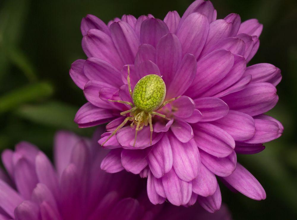Photograph by Тараненко Анжелика