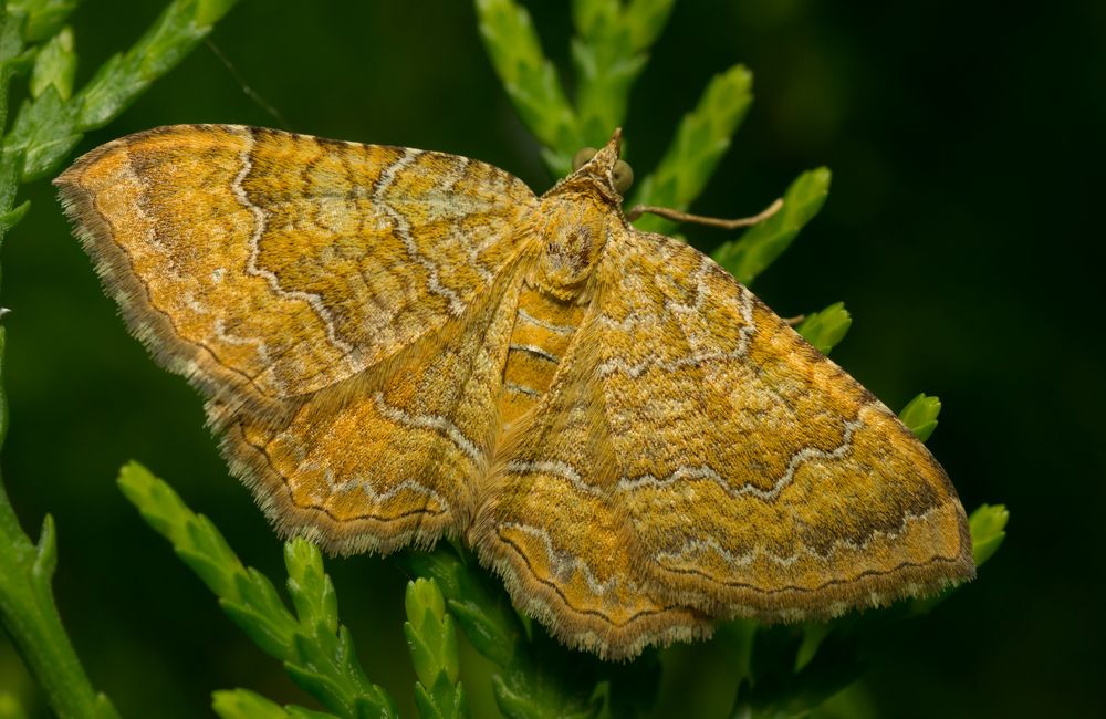 Photograph by Тараненко Анжелика