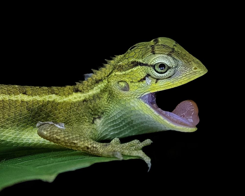Common Garden Lizard