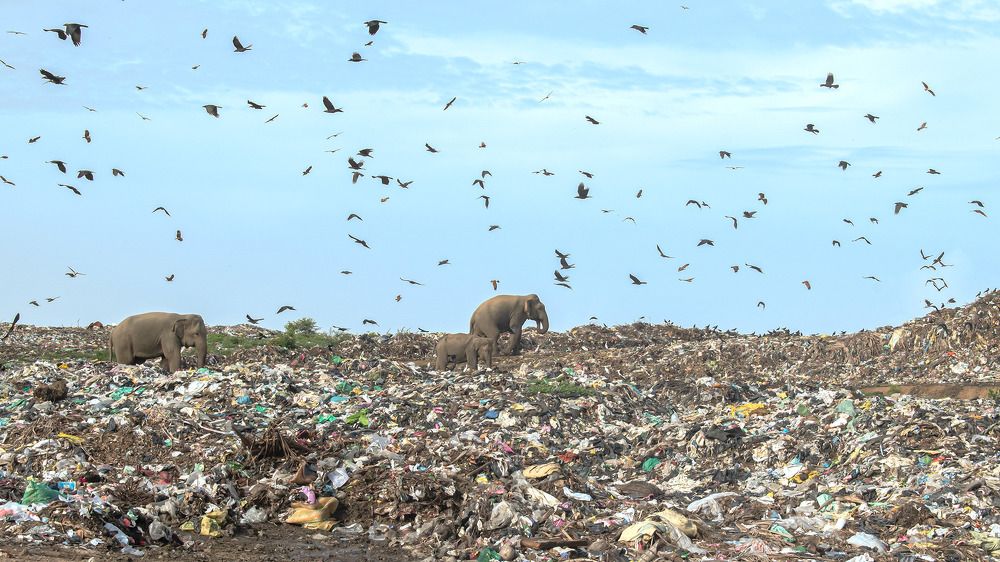 Photograph by Mohamed Raseem