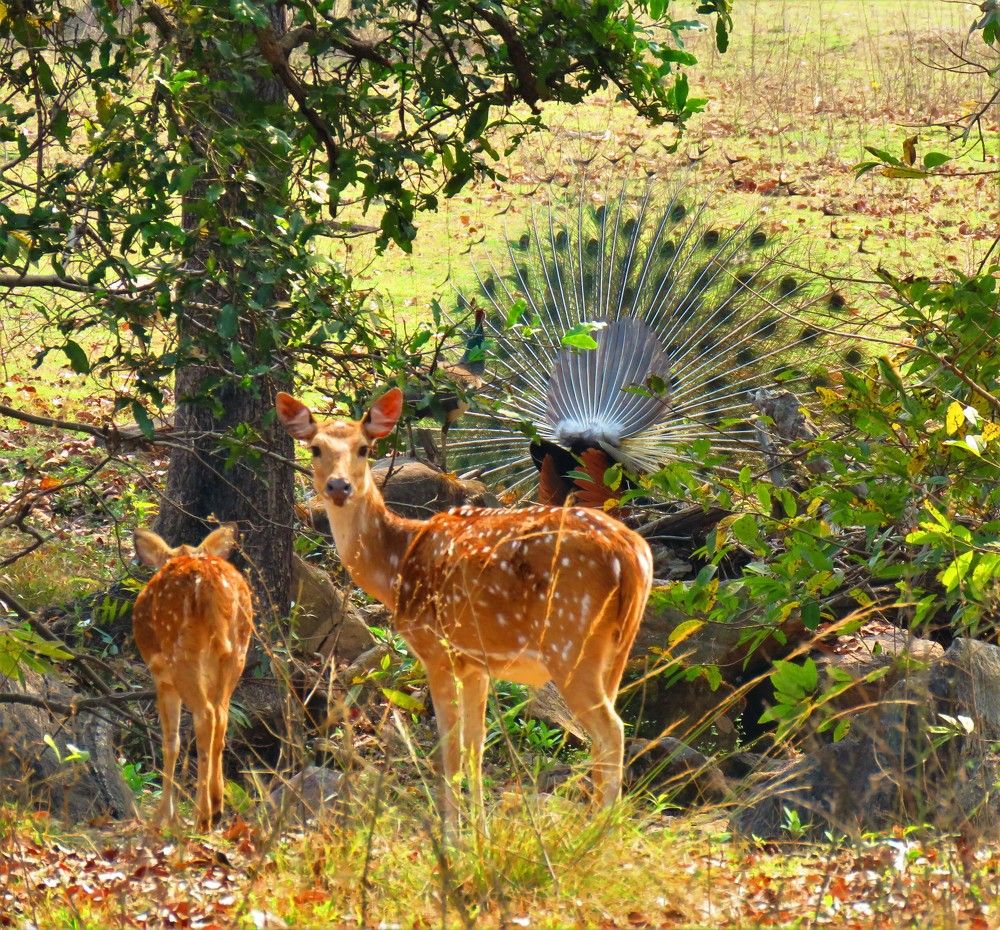 Spotted Deer - A Visual montage