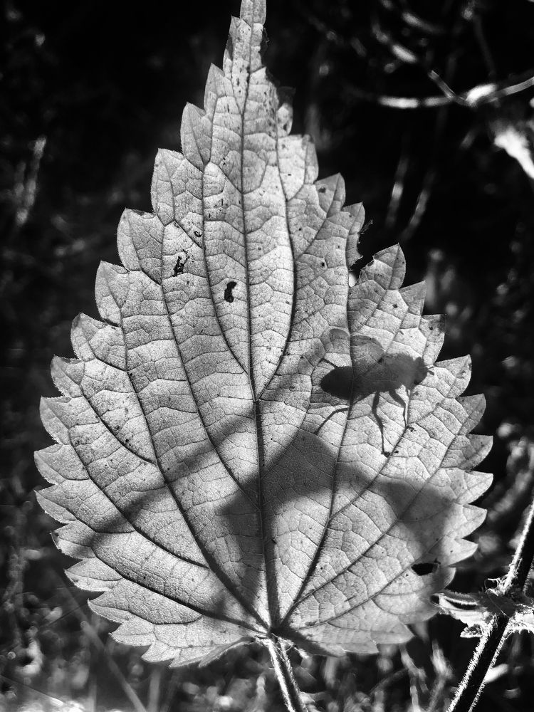 Photograph by Юлия Дудкова