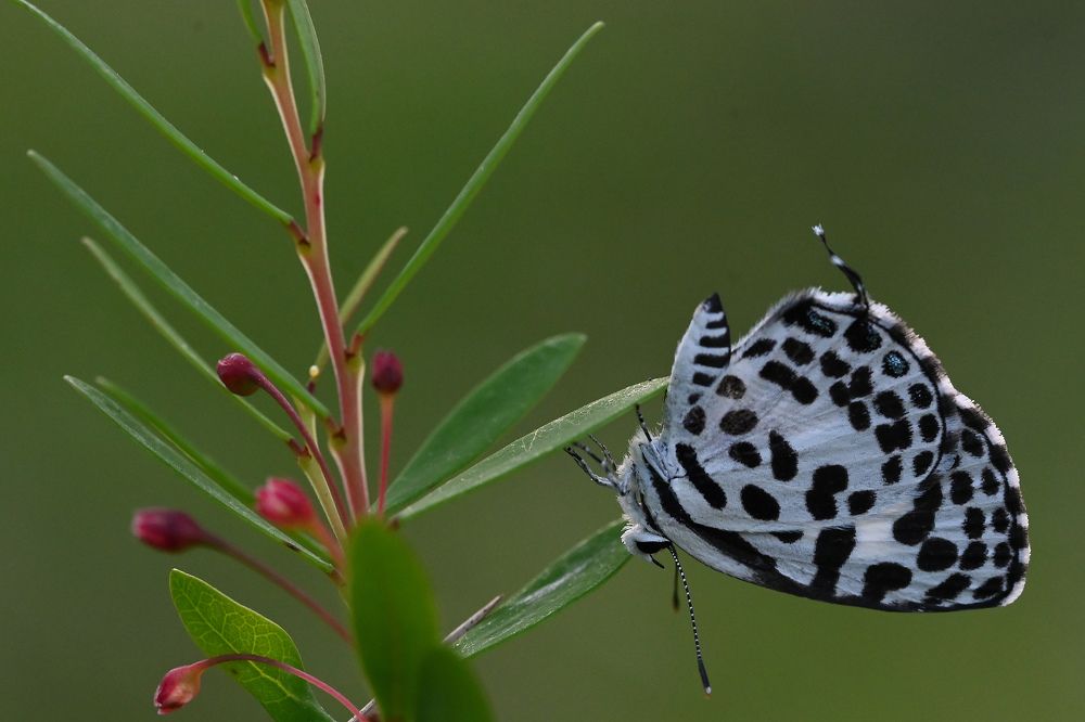 Photograph by SRIMANTA RAY