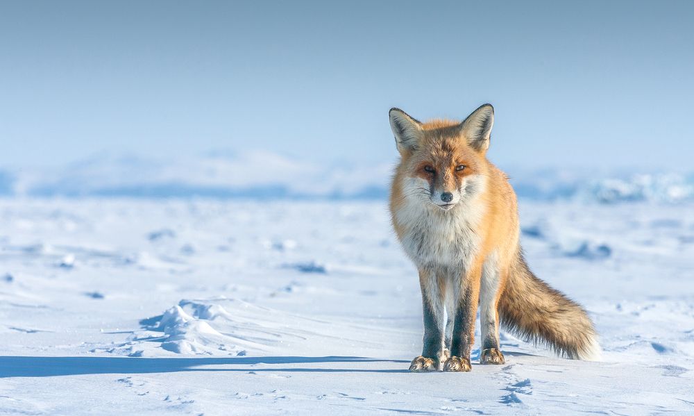 Photograph by Трофимов Алексей