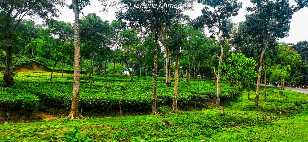 Photograph by Tanzina Ahmed