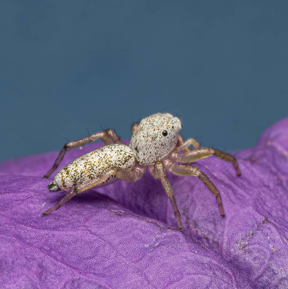 Small White Jumping Spider