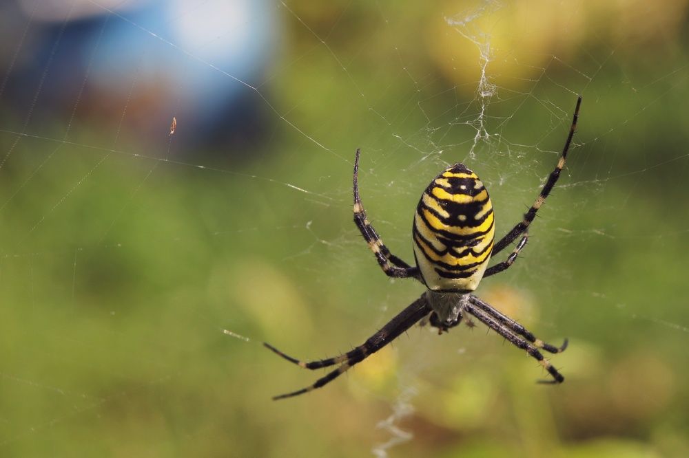 Аргиопа Брюнниха