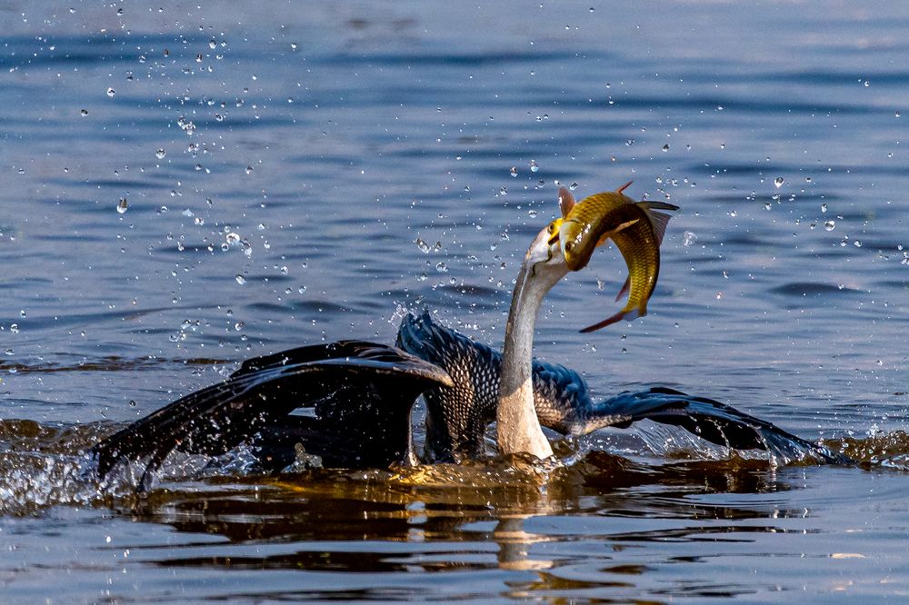 Photograph by NAVIN AGARWAL