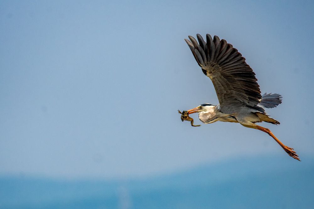 Photograph by NAVIN AGARWAL