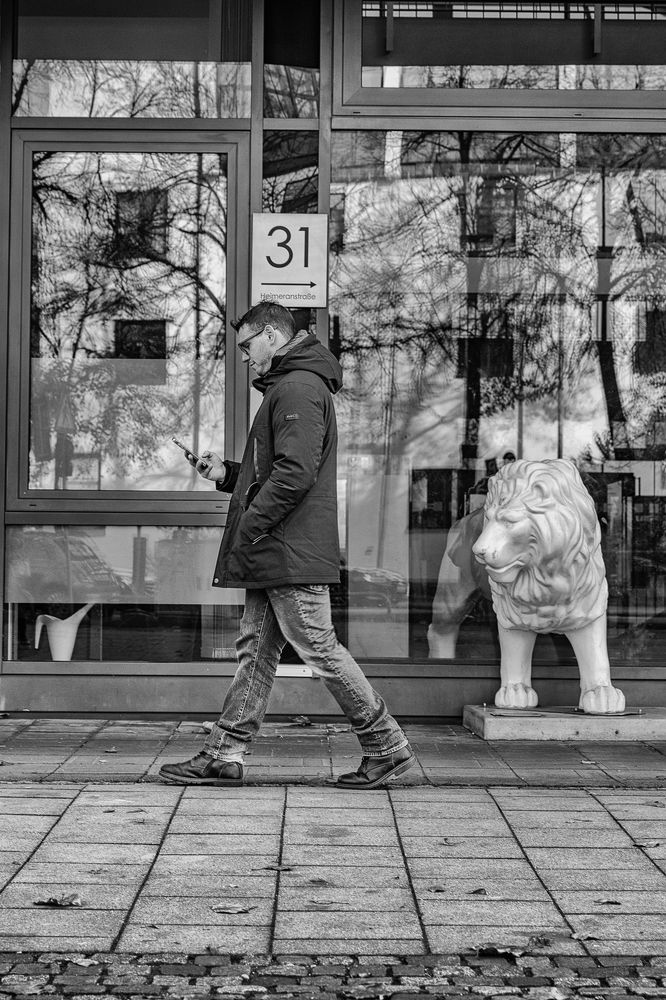 La mirada del leon, the look of the lion