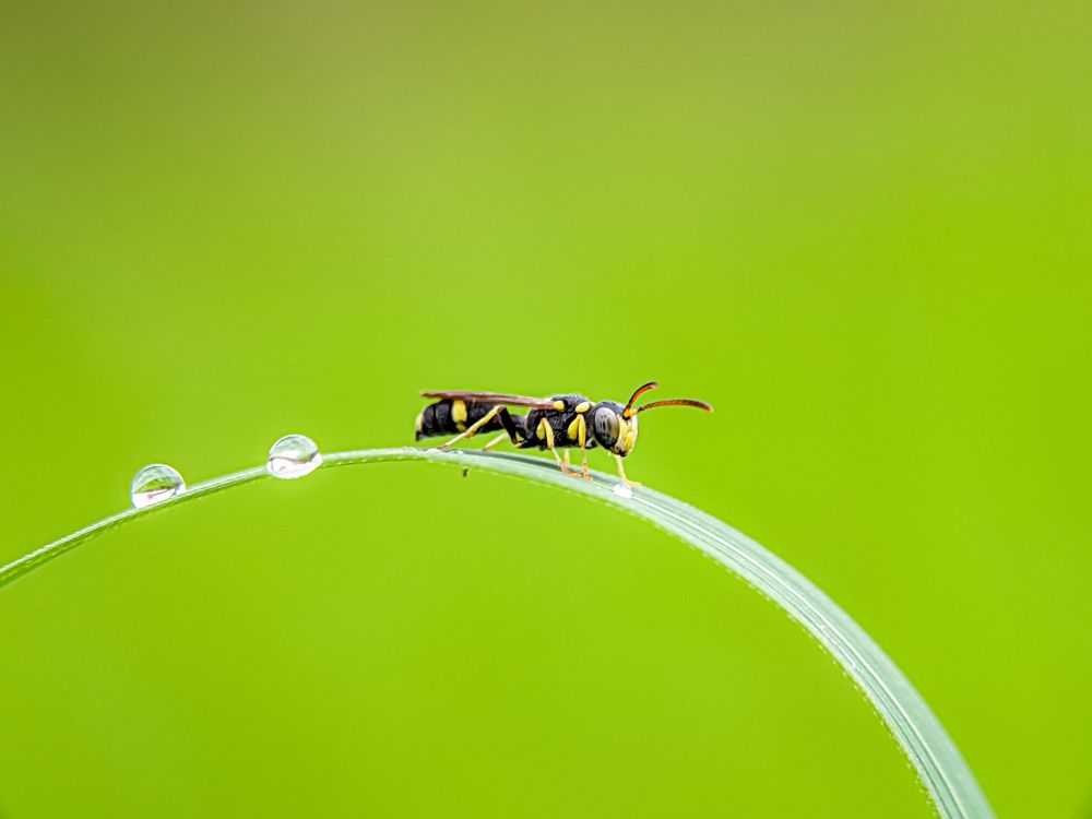 Photograph by Md Raihan