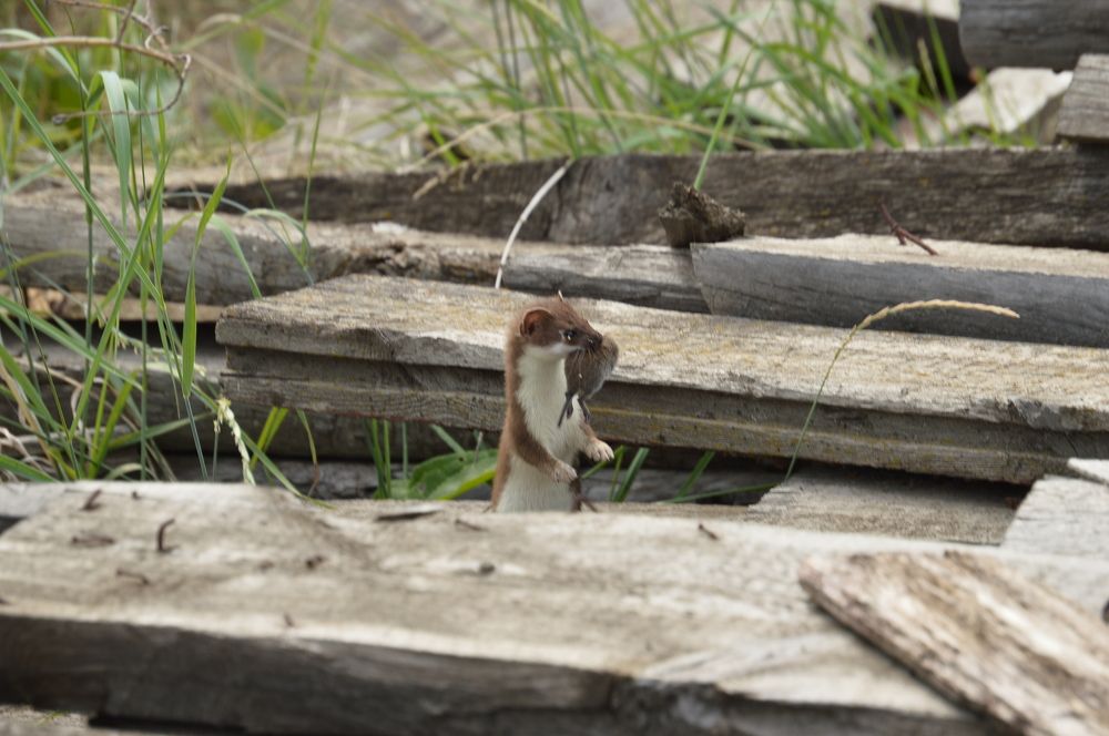 Photograph by Наталья Мордовская