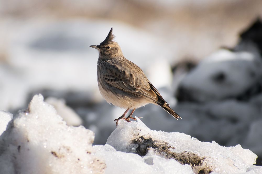 Фотография автора Савельев Алексей