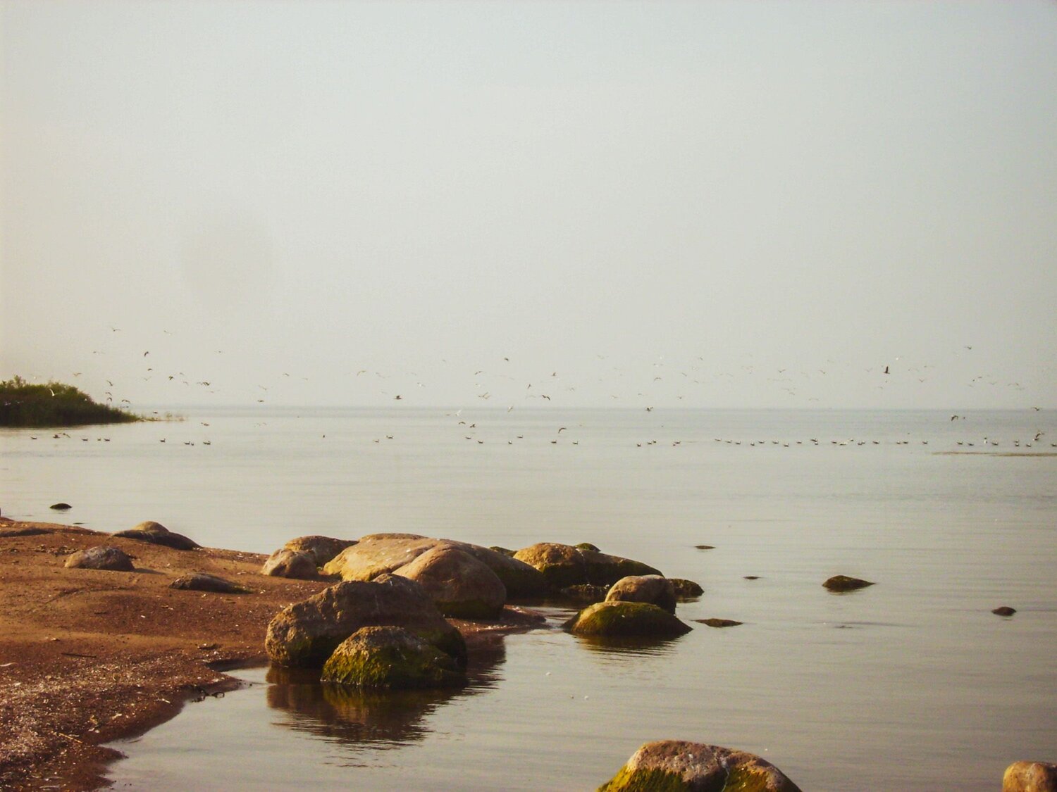 Photo #8420244