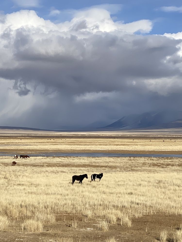 В Чуйской степи