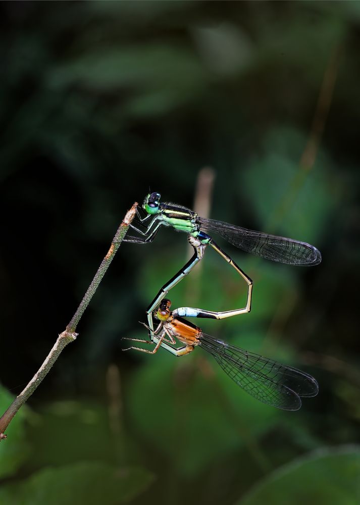 Photograph by Dhruv Shilpi