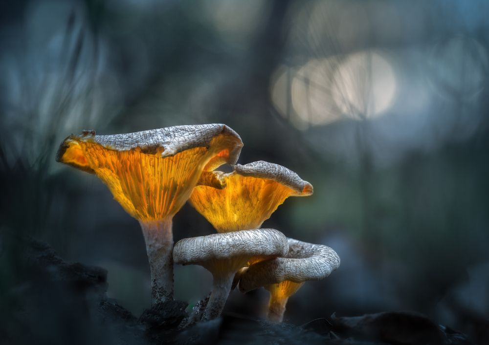 Photograph by Tiago Marques