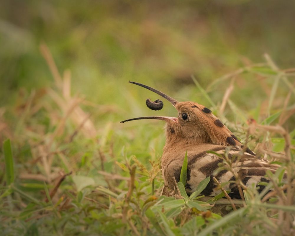 Photograph by Ravindra Kapu